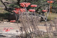 Kalanchoe tubiflora